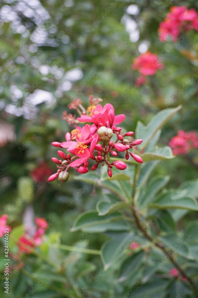 Jatropha integerrima flower in nature garden Jatropha integerrima flower in nature garden