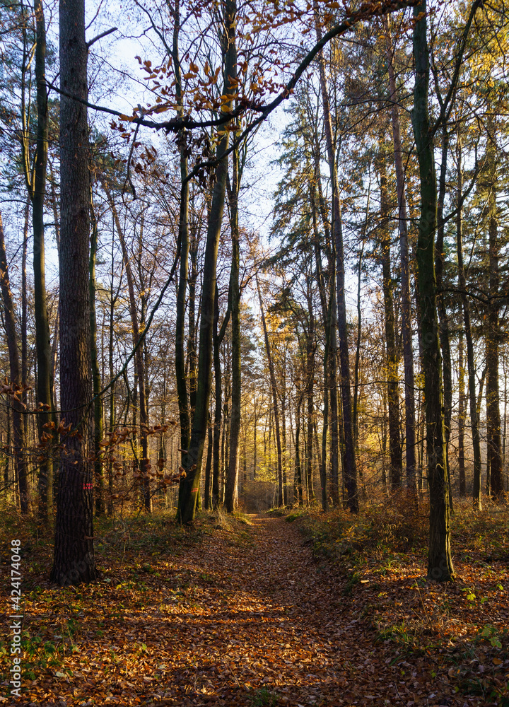 Fototapeta premium Herbstweg