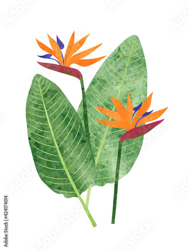 Strelitzia reginae isolated...