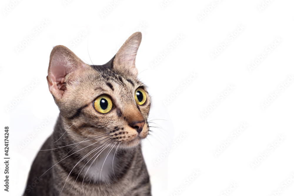 Headshot of Tabby cat isolated on white background