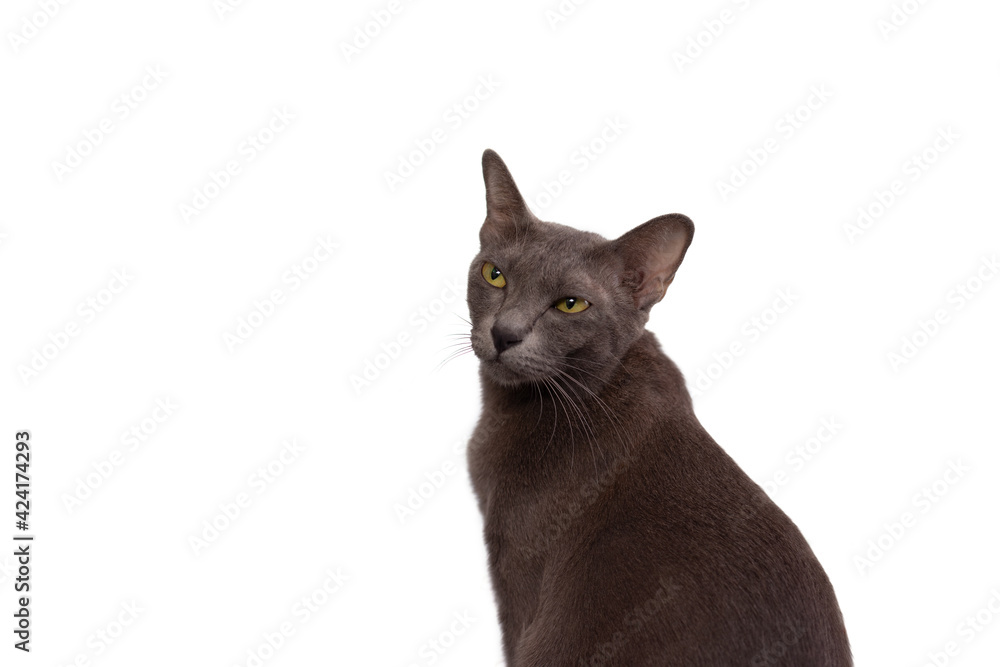 Headshot of Gray cat or Thai Korat cat isolated on white background