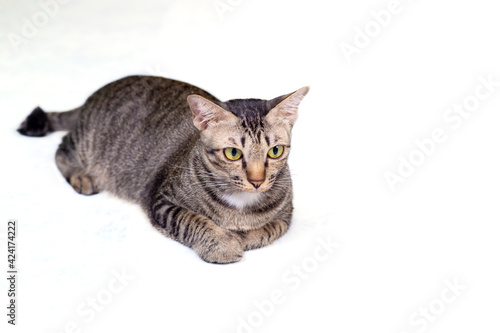 Cute Tabby cat crouching on the floor. Selective focus. Isolated on white background