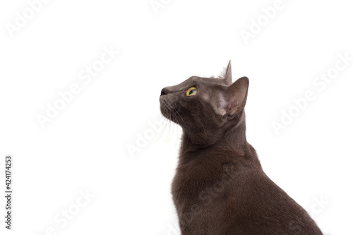 Headshot of Gray cat or Thai Korat cat isolated on white background photo