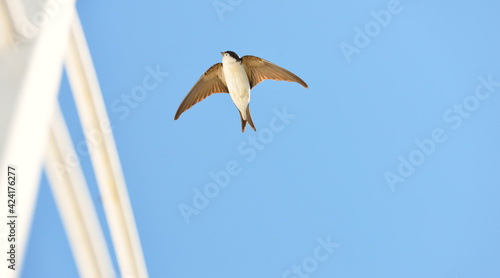 Photos Common house martin (Delichon urbicum) flying from a nest
