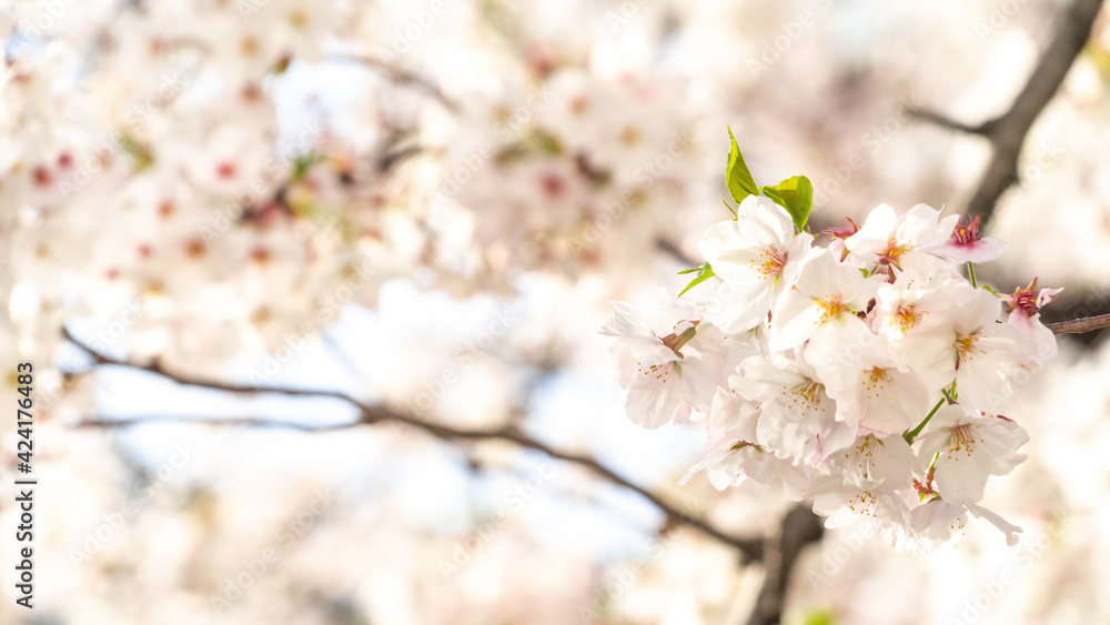 満開の桜の接写 満開の桜の接写