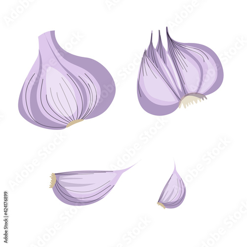 Garlic isolated on a white background. Vector illustration