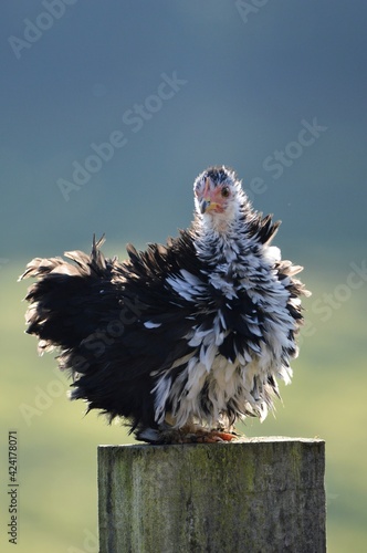 Frizzle pekin chicken on a stump