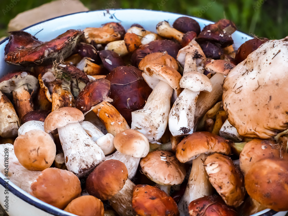 White mushrooms. Large bowl of porcini and polish mushrooms White mushrooms. Large bowl of porcini and polish mushrooms