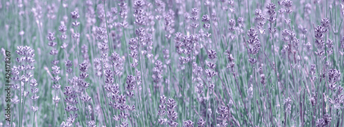 Lavender flower on the field.