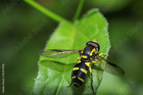 natural eupeodes flower fly photo © Recep