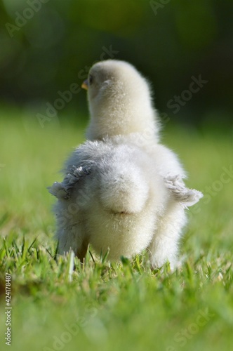 Baby chick in the grass