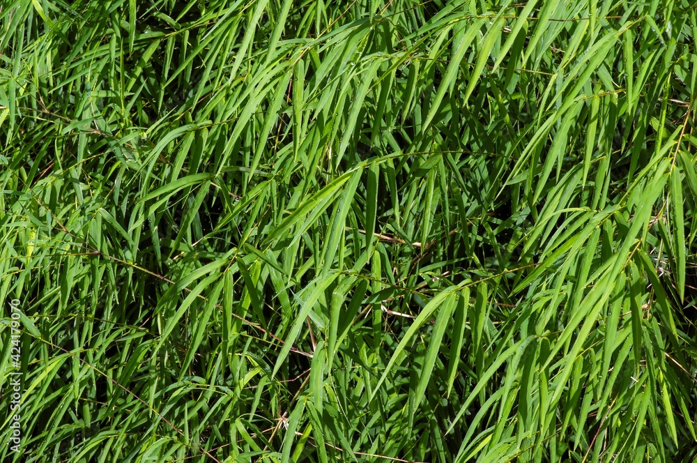 Bamboo green leaves for natural background Bamboo green leaves for natural background