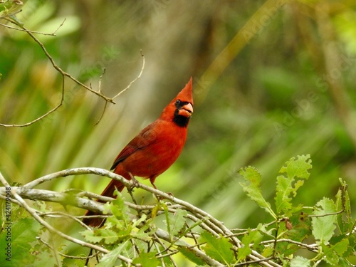 Cardinal bird on Sanibel Island