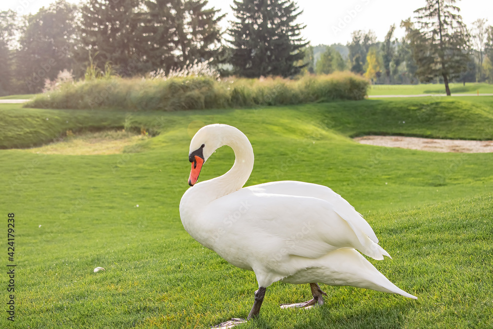 Wild swan walking on green grass Wild swan walking on green grass