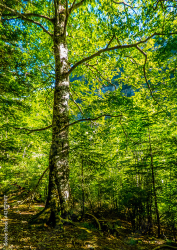 Un haya con su tronco cubierto de l  quenes y sus hojas de colores fosforescentes puede distinguirse en el gran bosque del Parque Nacional de Ordesa  en los Pirineos espa  oles
