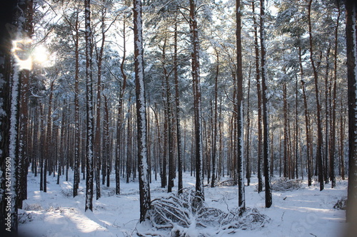 Schneespazoergang im Wald