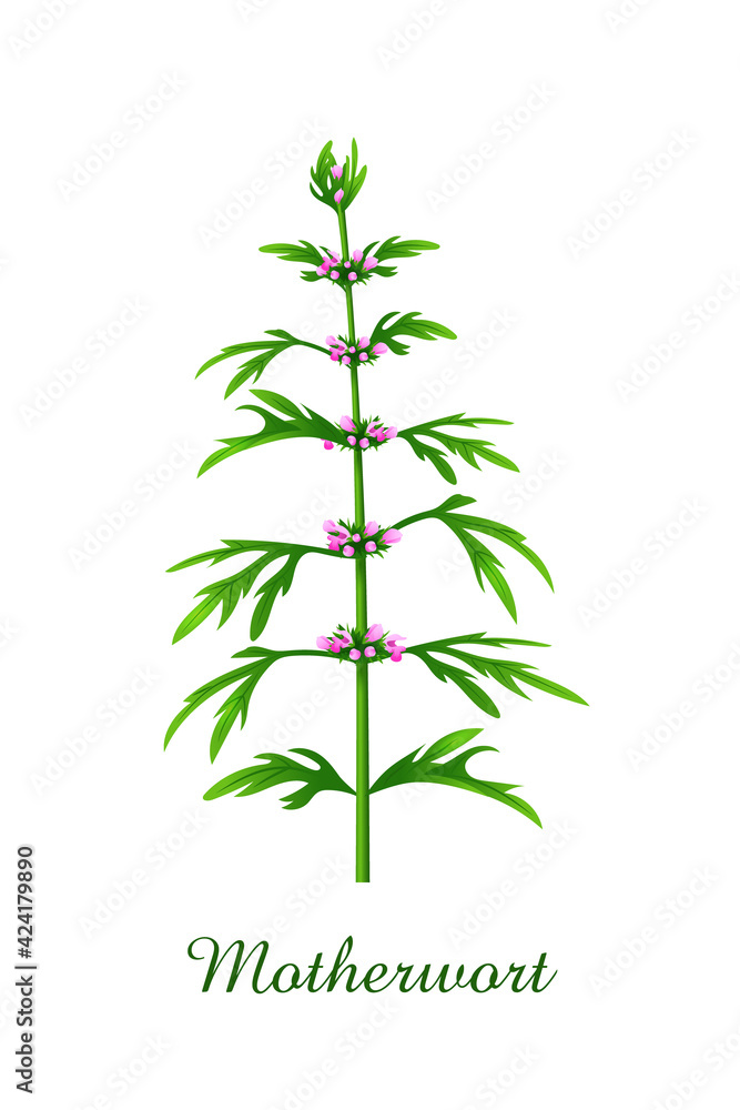 Motherwort plant, green grasses herbs and plants collection