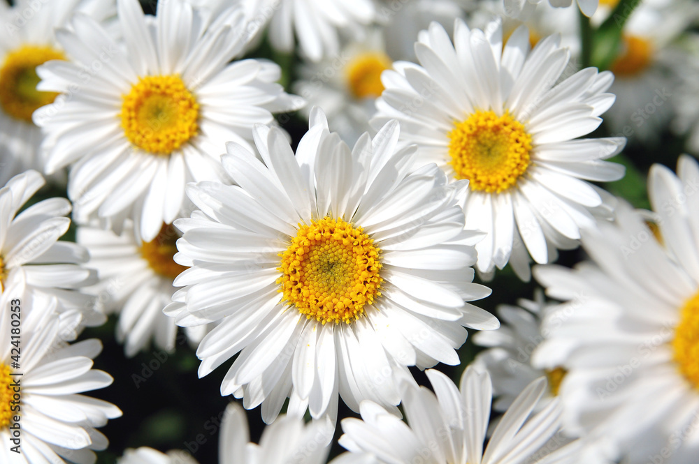 Obraz premium daisies on a white