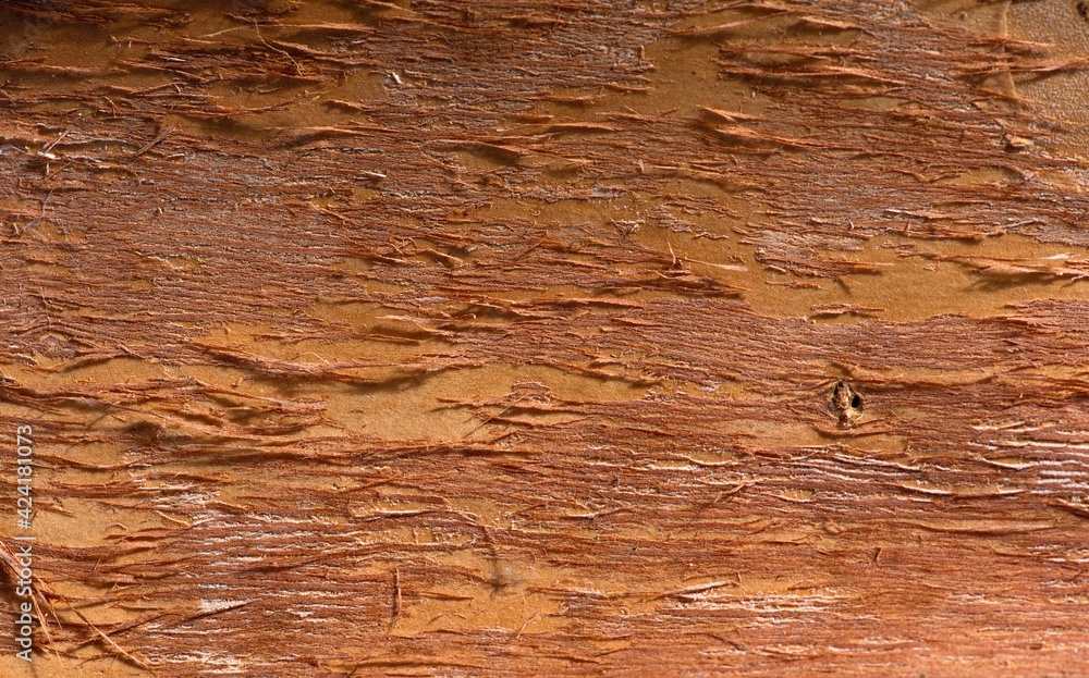 Tree bark of of Melaleuca cajuput in shallow focus for natural backdrop