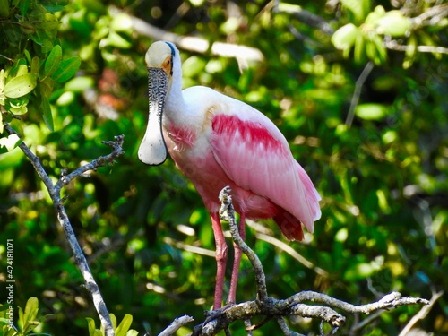 Sanibel birds and coastline