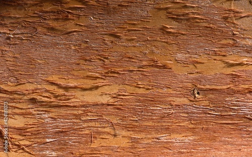 Tree bark of of Melaleuca cajuput in shallow focus for natural backdrop
