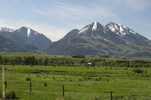 landscape with cows in the background