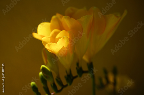 Beautiful composition of Yellow Freesia Bulb flower, macro close-up, defocused style. Spring concept. Yellow spring.
