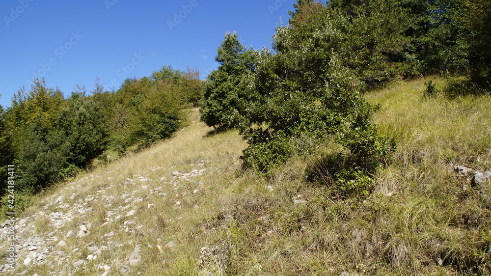 Lungo il sentiero a Poggio San Romualdo nelle Marche Lungo il sentiero a Poggio San Romualdo nelle Marche
