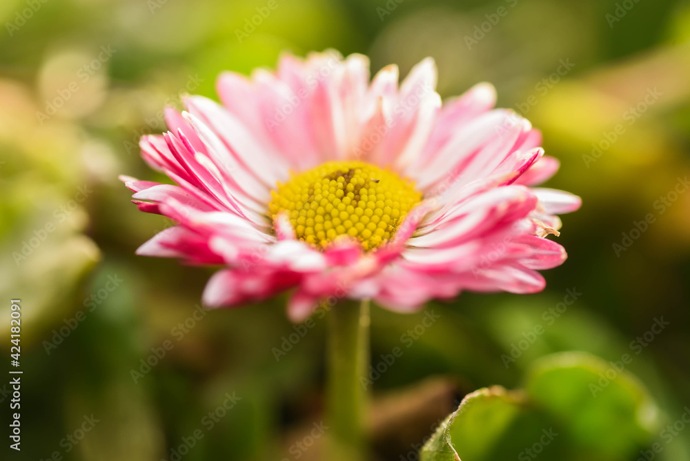 close up of pink flower