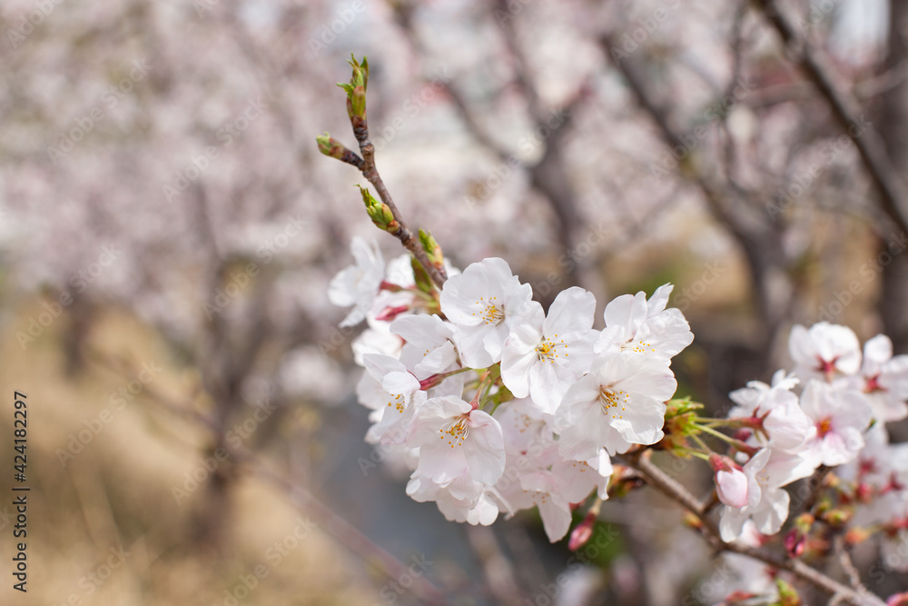 Obraz premium 桜の花