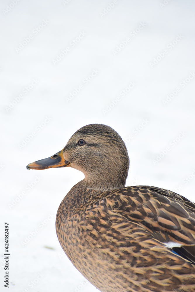 Duck Duck