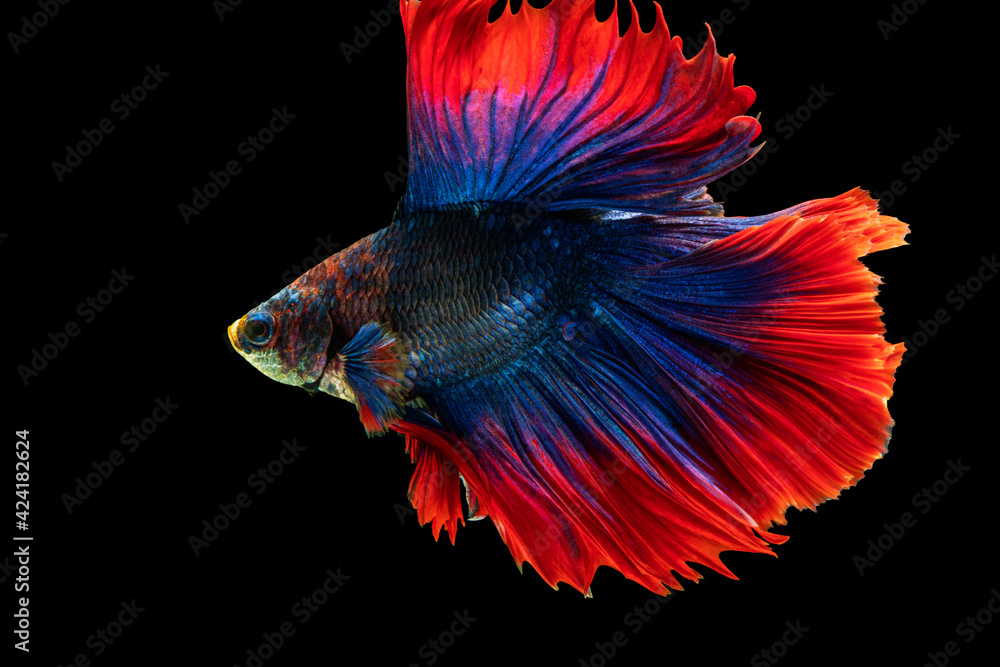 Rhythmic of betta splendens fighting fish over isolated black background. The moving moment beautiful of white, blue and red siamese betta fish with copy space. Rhythmic of betta splendens fighting fish over isolated black background. The moving moment beautiful of white, blue and red siamese betta fish with copy space.