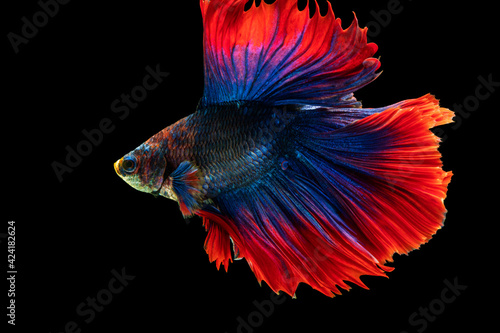 Rhythmic of betta splendens fighting fish over isolated black background. The moving moment beautiful of white, blue and red siamese betta fish with copy space. © kaew6566