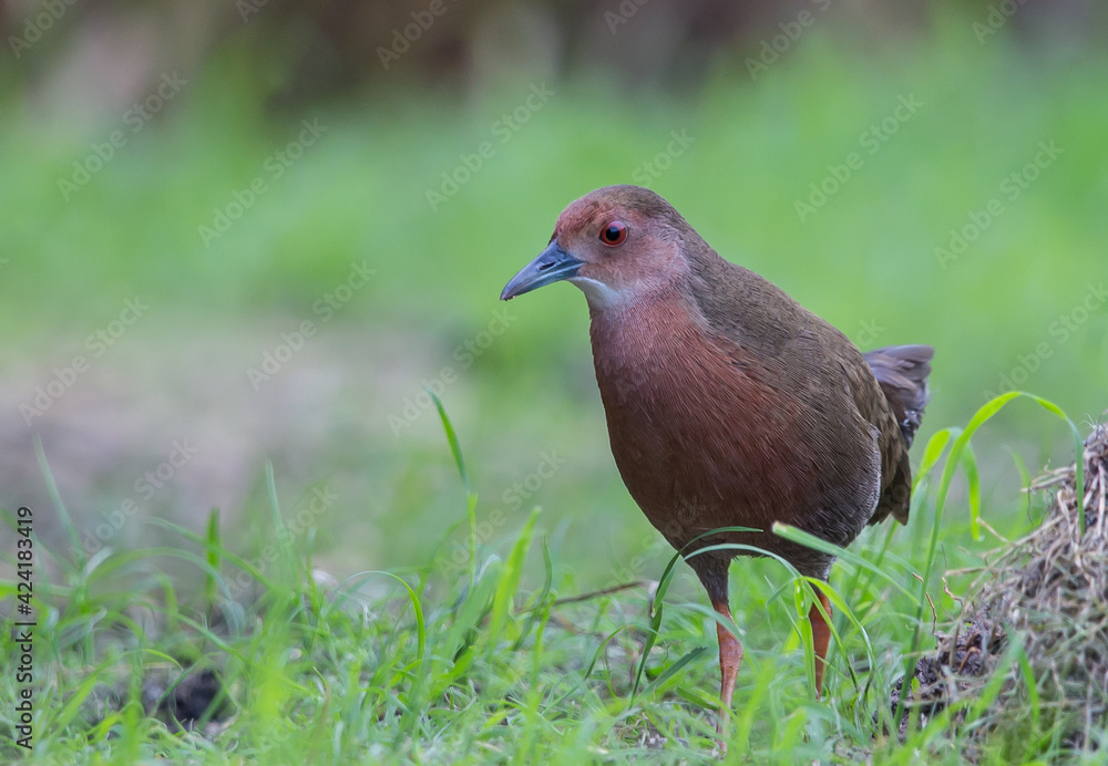 Obraz premium Ruddy-breasted Crake walking for food beside the field.