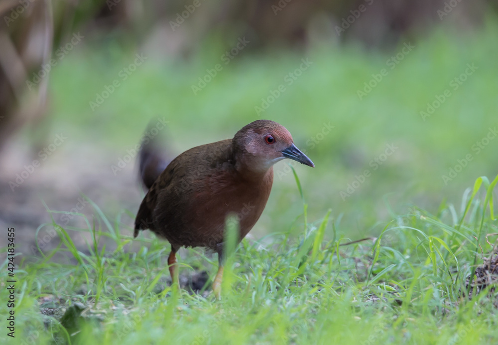 Ruddy-breasted Crake walking for food beside the field. Ruddy-breasted Crake walking for food beside the field.