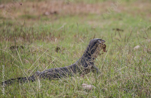 Varanus bengalesis eating catfish by the pond. photo