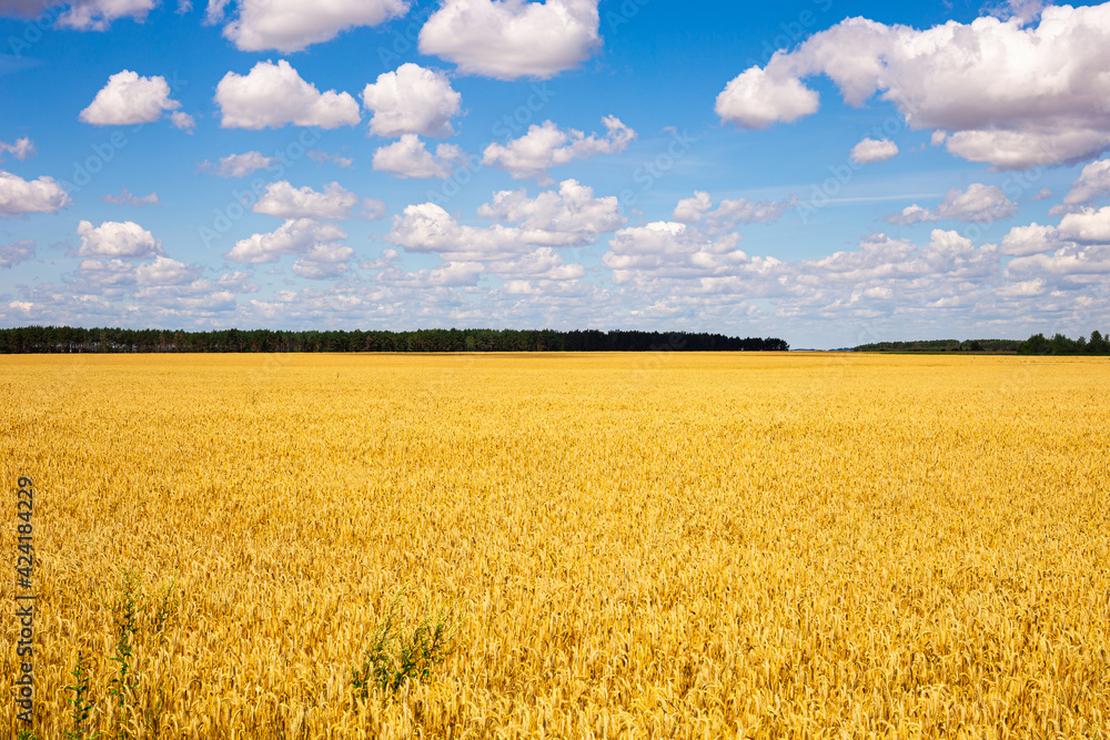 golden cereal field and blue sky towards cumulus clouds golden cereal field and blue sky towards cumulus clouds