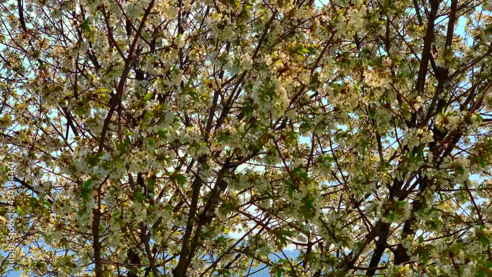 Cherry Tree with Flowers in a Sunny Windy Day in Switzerland. Cherry Tree with Flowers in a Sunny Windy Day in Switzerland.