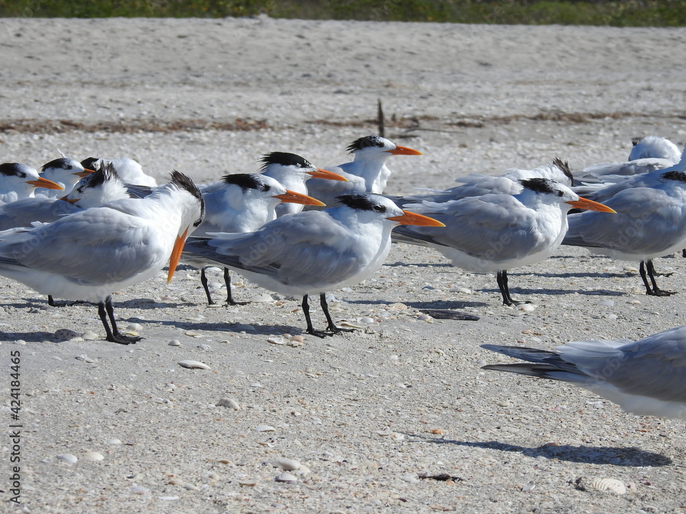 Fototapeta premium Sanibel beach and wildlife
