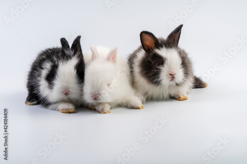 Lovely group newborn baby rabbits bunny sitting togetherness over isolated white background. Easter bunnies concept. © kaew6566