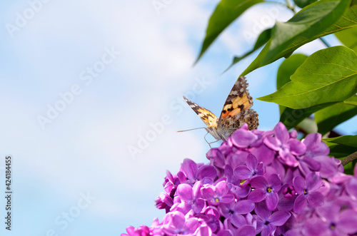 Butterfly on lilac flowers.