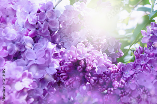 Branches of a blossoming lilac closeup.