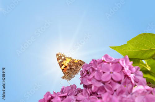 Butterfly in the sunshine against the sky.