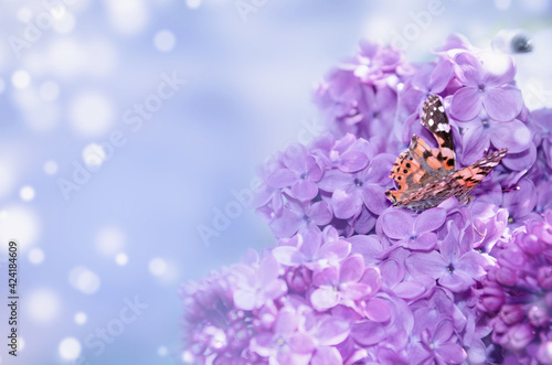 Butterfly on the flowers of lilac.