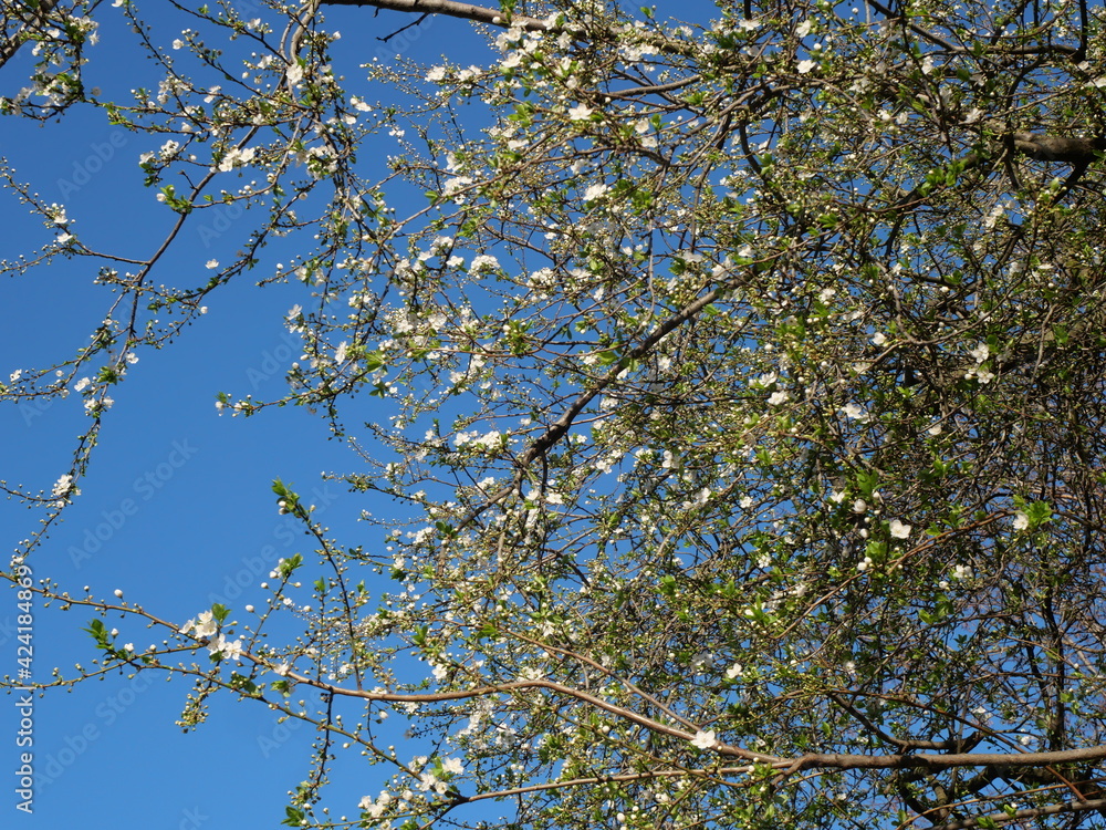 Fototapeta premium blossoming tree