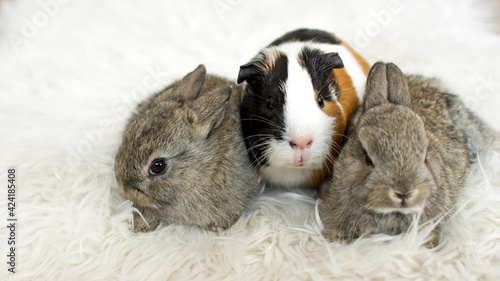 Two rabbits and guinea pig as a pets on white furry blanket. Animal care concept.  photo