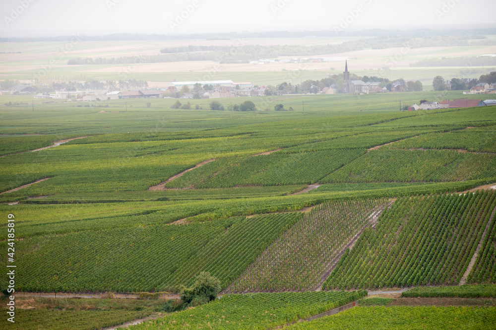 Landscape with green grand cru vineyards near Epernay, region Champagne, France in rainy day. Cultivation of white chardonnay wine grape on chalky soils of Cote des Blancs.