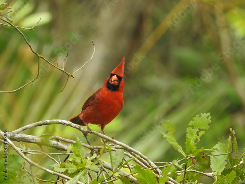 cardinal on a branch Sanibel Fototapeta