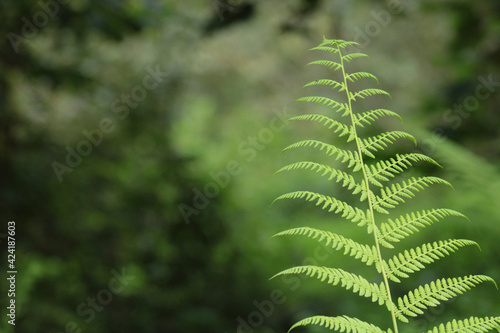 natural leptosporangiate ferns plant photo