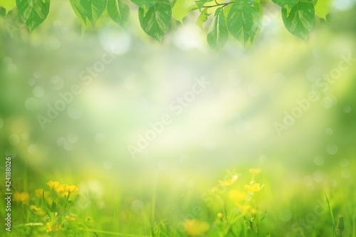 Nature background, frame of green tree leaves and meadow flowers
